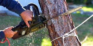 Best Hazardous Tree Removal  in Solana Beach, CA