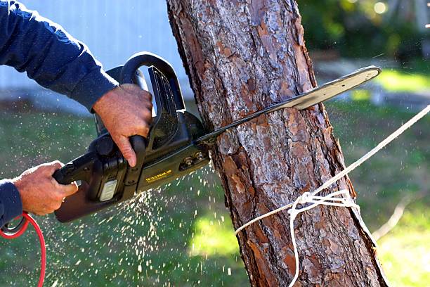 Professional Tree Removal Services in Solana Beach, CA