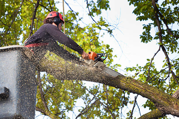 How Our Tree Care Process Works  in  Solana Beach, CA